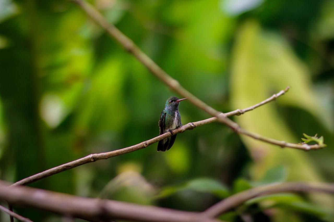 Couleur Locale Paramaribo Esterno foto
